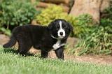 BORDER COLLIE 1262